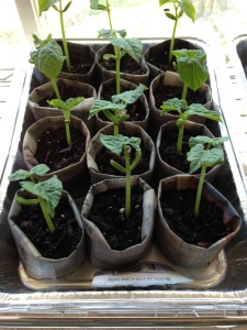 squash seedlings 1